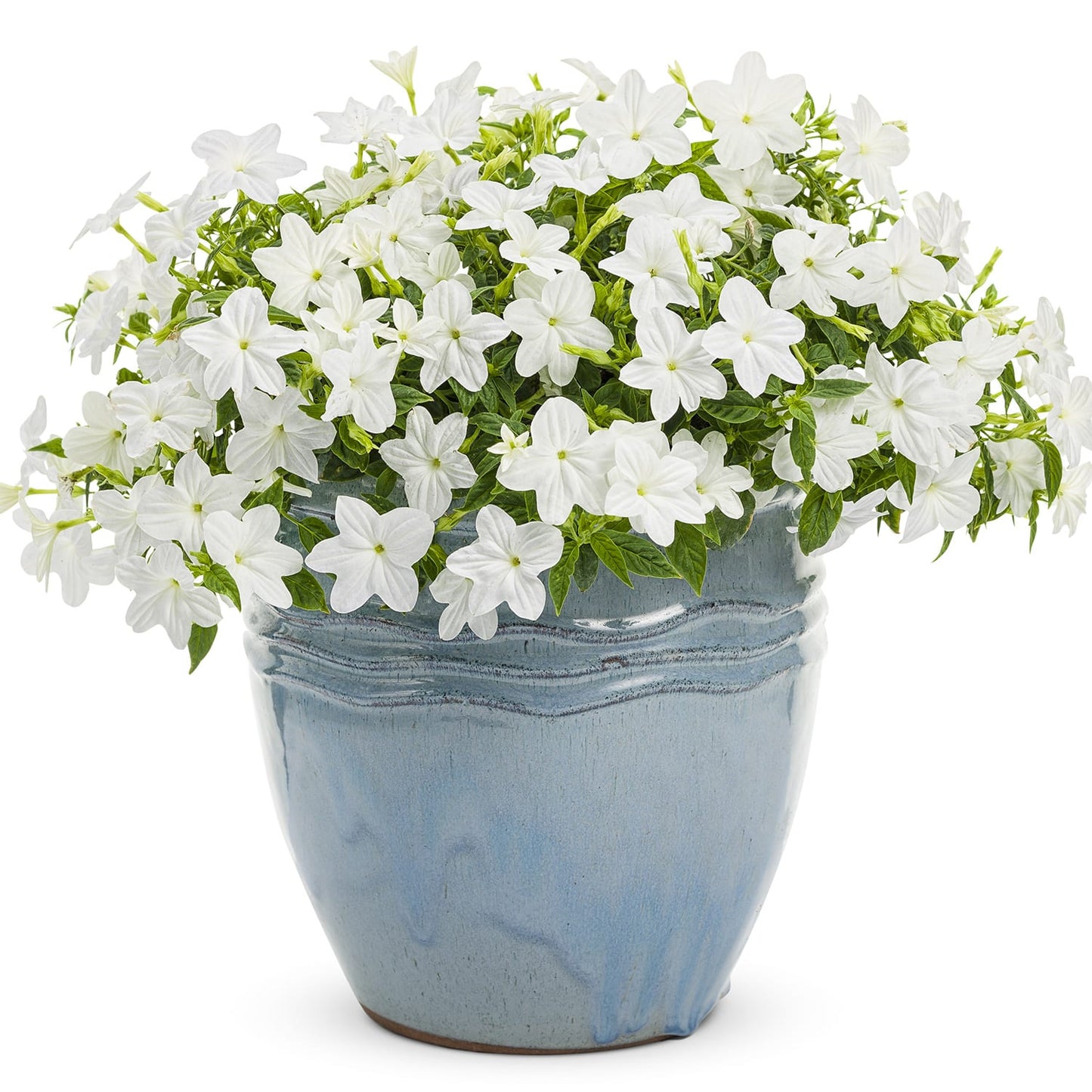 A blue ceramic pot filled with lush green foliage and blooming white Endless™ Flirtation Browallia - Photo Courtesy of Proven Winners, Inc. Decorative pot not included.