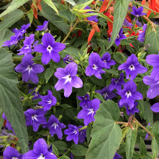 Endless™ Illumination Bush Violet (Browallia) - Photo Property of Garden Crossings LLC