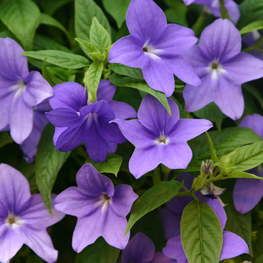 Endless™ Illumination Bush Violet (Browallia) - Photo Courtesy of Proven Winners, Inc.