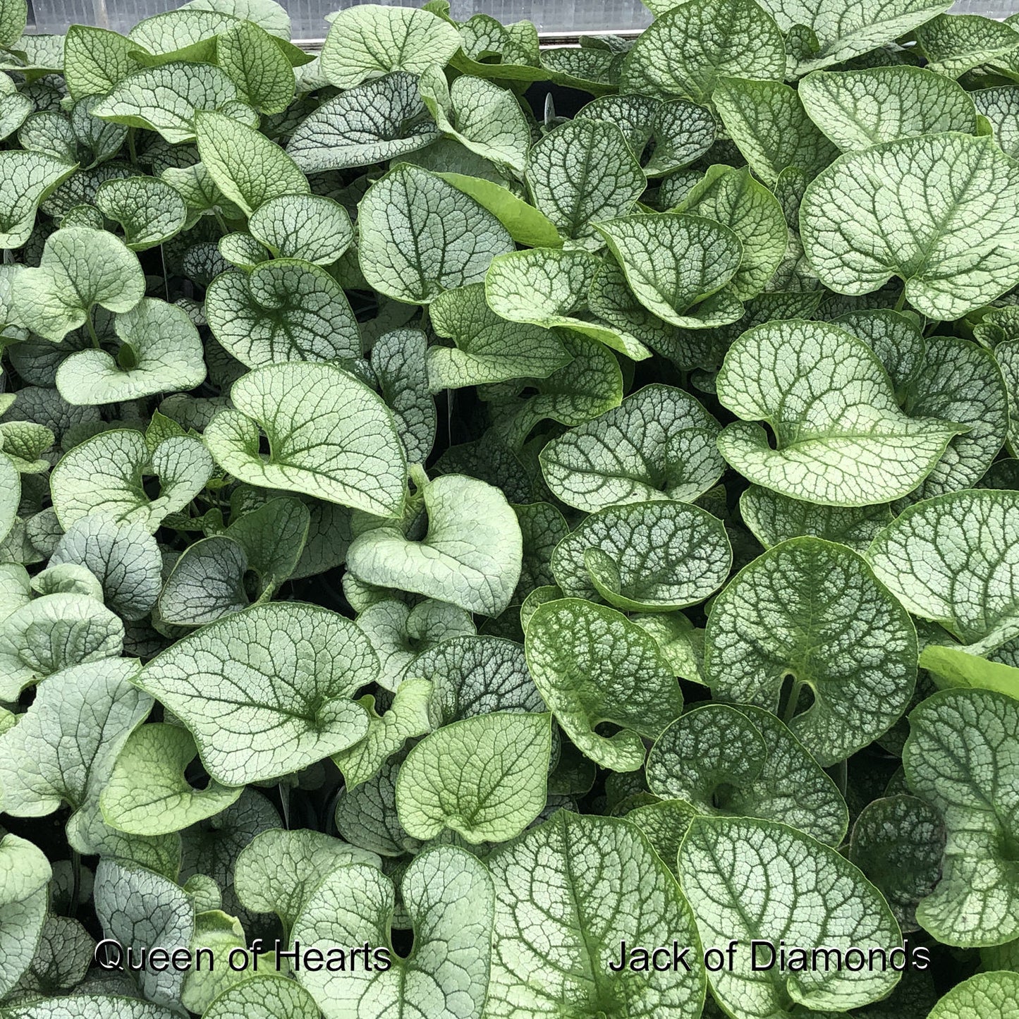Close-up of 'Queen of Hearts' Siberian Bugloss forms a dense cluster of green, heart-shaped leaves with silver veins creating an intricate foliage pattern - Photo Property of Garden Crossings LLC.