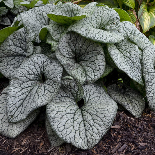 Queen of Hearts' Siberian Bugloss (Brunnera) - Photo Courtesy of Proven Winners, Inc.