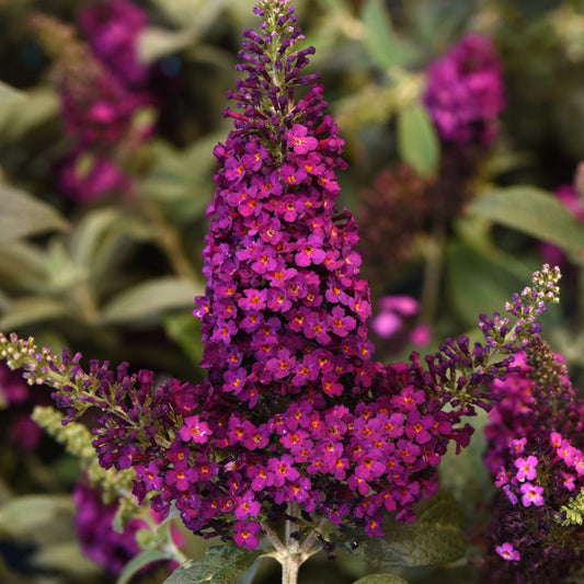 Chrysalis™ Cranberry Butterfly Bush (Buddleia) - Photo Courtesy of Ball Horticulure, Inc.