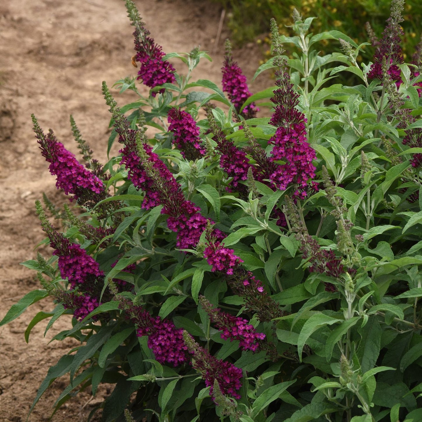 A bushy Chrysalis™ Cranberry Butterfly Bush (Buddleia) with clusters of vibrant, deep purple flowers and green leaves grows beside a dirt path in this pollinator garden - Photo Courtesy of Ball Horticulture, Inc.