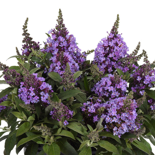 Chrysalis™ Steel Blue Butterfly Bush (Buddleia) - Photo Courtesy of Ball Horticulure, Inc.