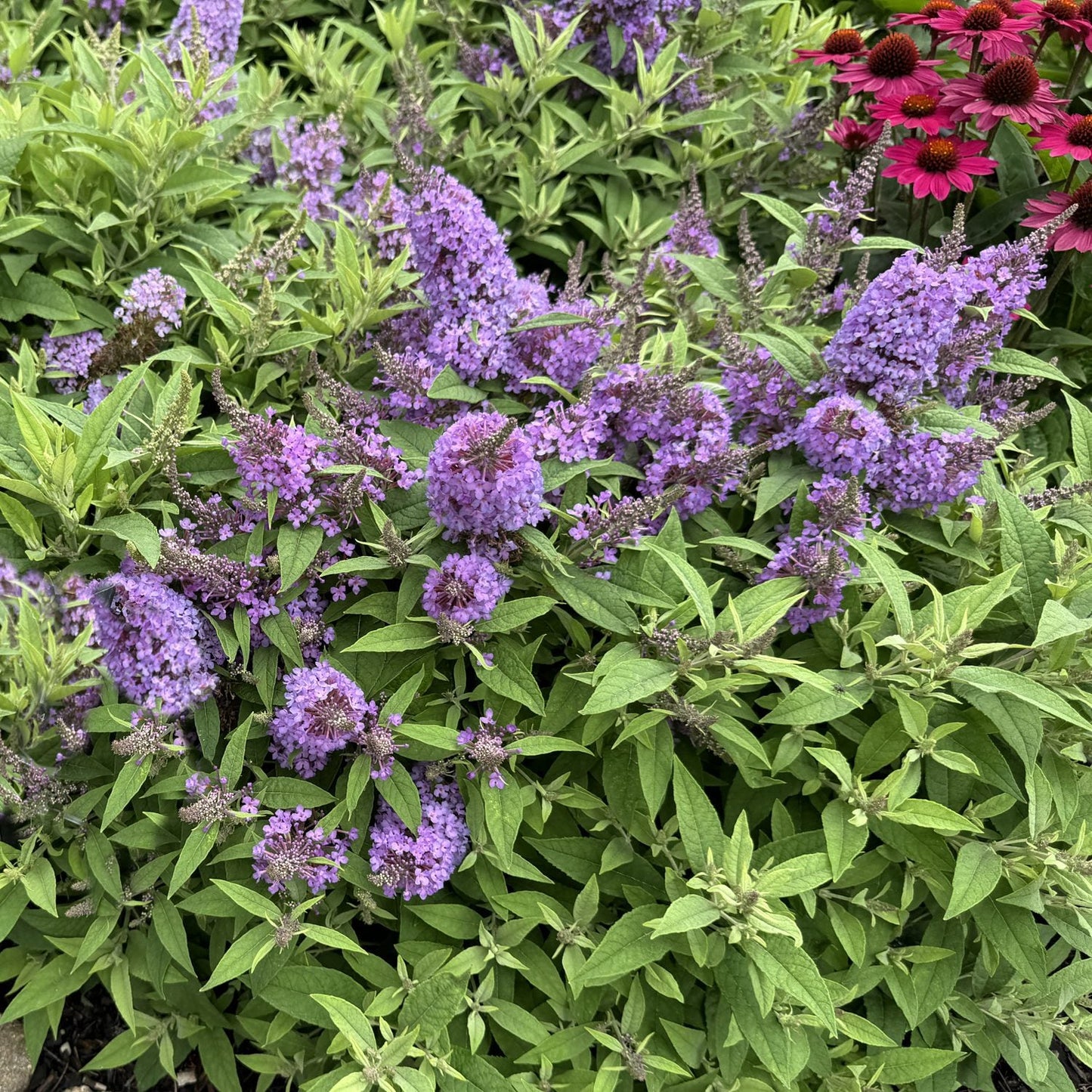 Clusters of purple Chrysalis™ Steel Blue Butterfly Bush (Buddleia) flowers amid green leaves, with red coneflowers in the upper right corner - Photo Property of Garden Crossings LLC.