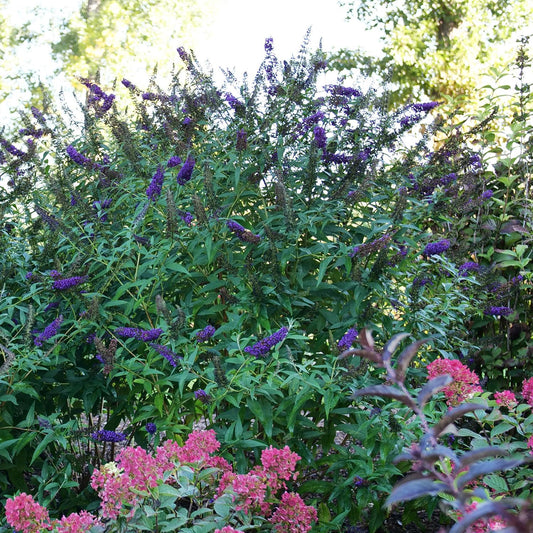 Darkest Night™ Butterfly Bush (Buddleia) - Photo Courtesy of Proven Winners, Inc.