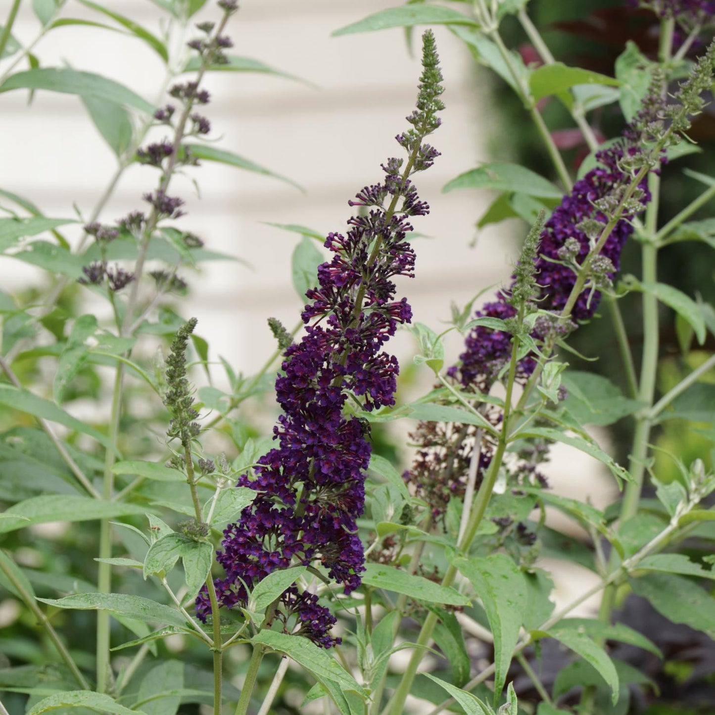 Darkest Night™ Butterfly Bush (Buddleia) - Photo Courtesy of Proven Winners, Inc.