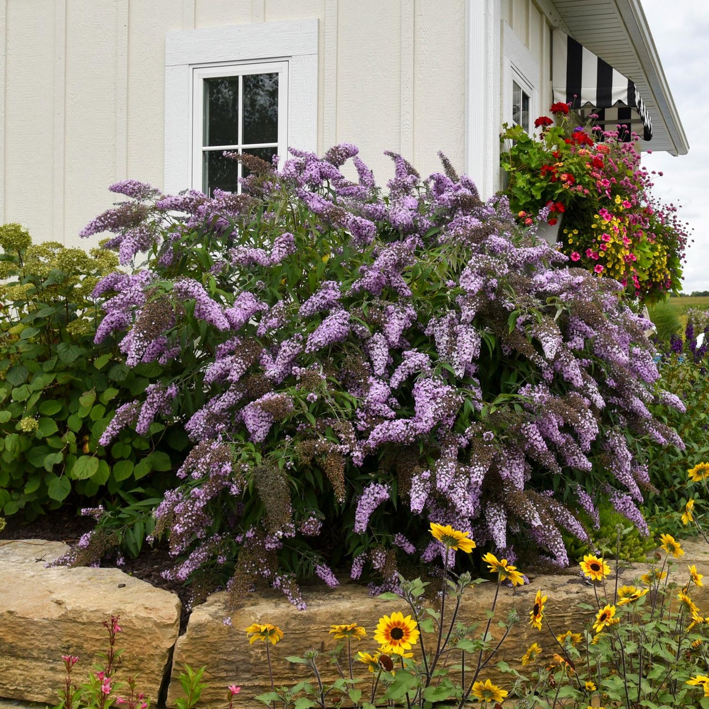 The 'Grand Cascade' Butterfly Bush (Buddleia), a lush deer-resistant shrub with purple flower clusters, grows beside a cream house with white trim, amid yellow flowers and a hanging basket of red and pink blooms - Photo Courtesy of Walters Gardens, Inc.