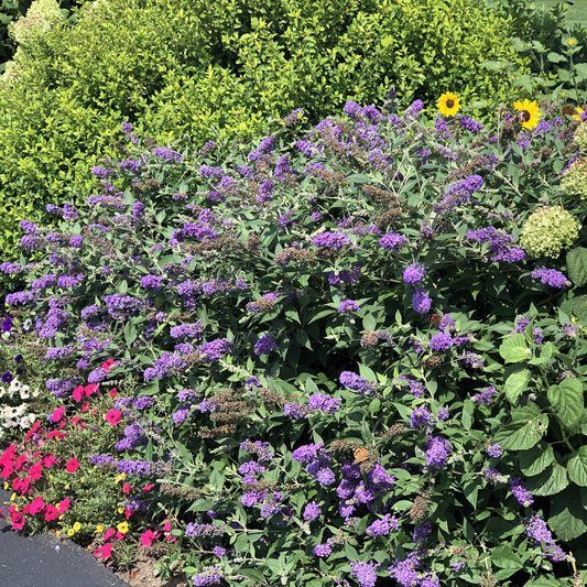 Lo & Behold® 'Blue Chip Jr.' Butterfly Bush (Buddleia) - Photo Property of Garden Crossings LLC