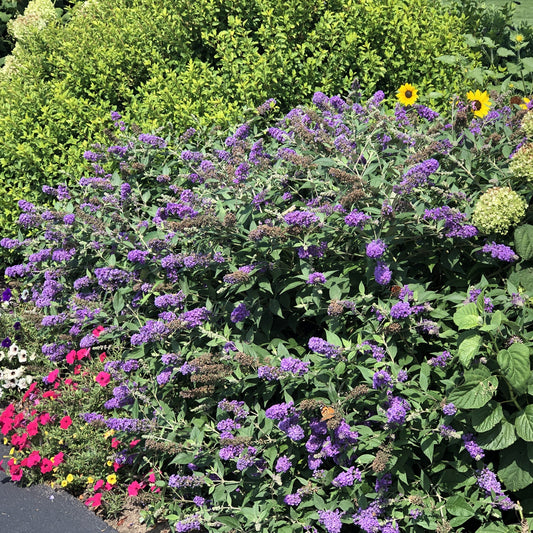 A garden bed features the Lo & Behold® 'Blue Chip Jr.' Butterfly Bush (Buddleia) in bloom alongside yellow sunflowers, green shrubs, and clusters of red and white flowers under the sun - Photo Property of Garden Crossings LLC.