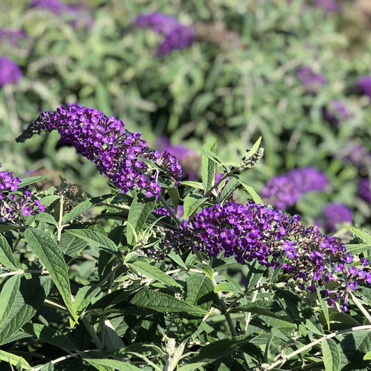 Lo & Behold® 'Purple Haze' Butterfly Bush (Buddleia) - Photo Property of Garden Crossings LLC