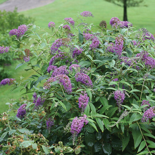 The Lo & Behold® 'Purple Haze' Butterfly Bush (Buddleia) features clusters of small purple flowers blooming among green leaves in a lush garden, with grass and trees softly blurred in the background - Photo Courtesy of Proven Winners, Inc.