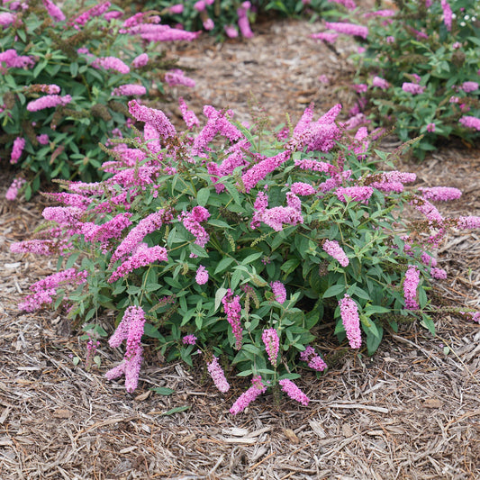 The Lo & Behold Ruby Chip® Butterfly Bush (Buddleia) is a compact shrub with clusters of vibrant pink flowers and green leaves in a mulched garden bed, accompanied by other Butterfly Bushes in the background - Photo Courtesy of Proven Winners, Inc.