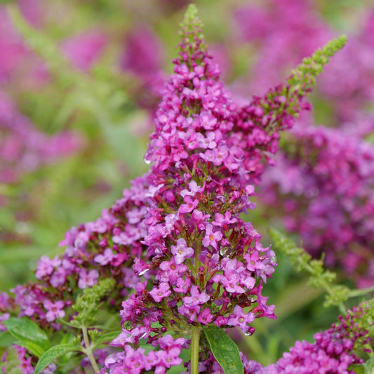 A close-up of the vibrant Lo & Behold Ruby Chip® Butterfly Bush (Buddleia), showcasing its magenta blooms and lush green leaves, with blurred clusters of similar flowers in the background - Photo Courtesy of Proven Winners, Inc.
