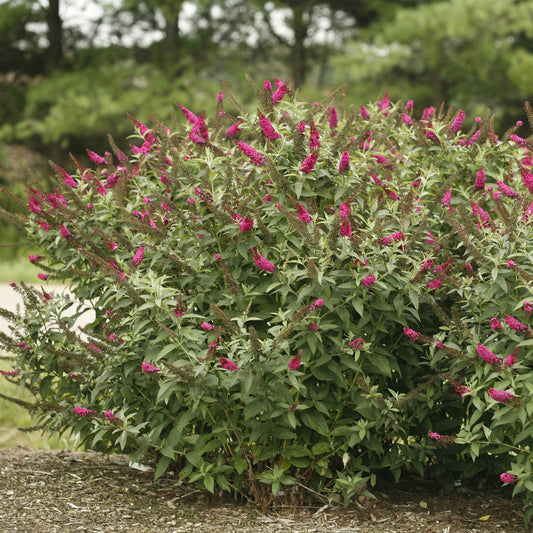 The 'Miss Molly' Butterfly Bush (Buddleia) is a bushy shrub with green leaves and bright magenta flower clusters, ideal for outdoor garden settings with natural, leafy backgrounds - Photo Courtesy of Proven Winners, Inc.
