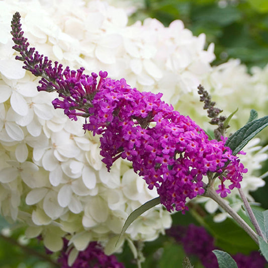 Close-up of a vivid 'Miss Ruby' Butterfly Bush (Buddleia) bloom stands out against lush green leaves and large white hydrangea blossoms, showcasing the striking charm of this flowering shrub - Photo Courtesy of Proven Winners, Inc.
