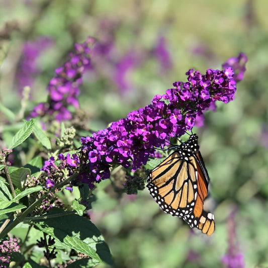 A monarch butterfly with orange and black wings rests on a cluster of vibrant purple blooms from the 'Miss Violet' Butterfly Bush (Buddleia), set against a softly blurred green and purple backdrop - Photo Property of Garden Crossings LLC.