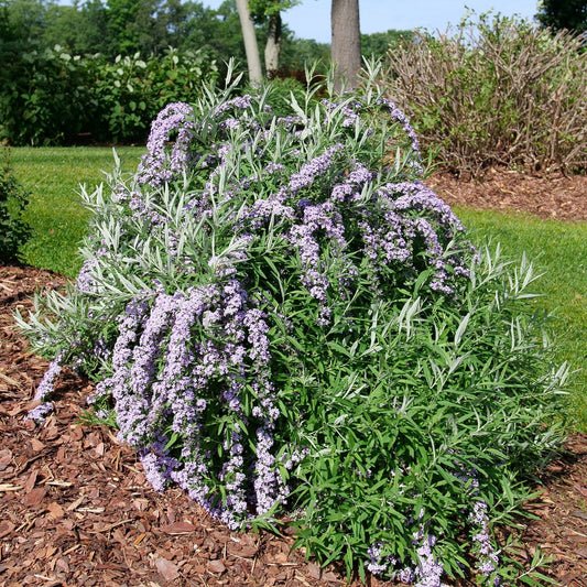 The Mop Top™ Fountain Butterfly Bush (Buddleia) features arching branches with lavender-purple flower clusters, flourishing in a mulched garden bed bordered by green grass and trees - Photo Courtesy of Proven Winners, Inc.
