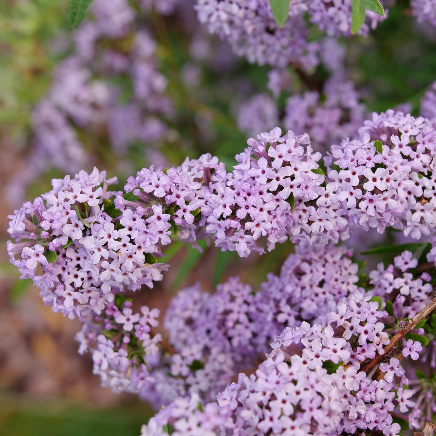 Mop Top™ Fountain Butterfly Bush (Buddleia) - Photo Courtesy of Proven Winners, Inc.