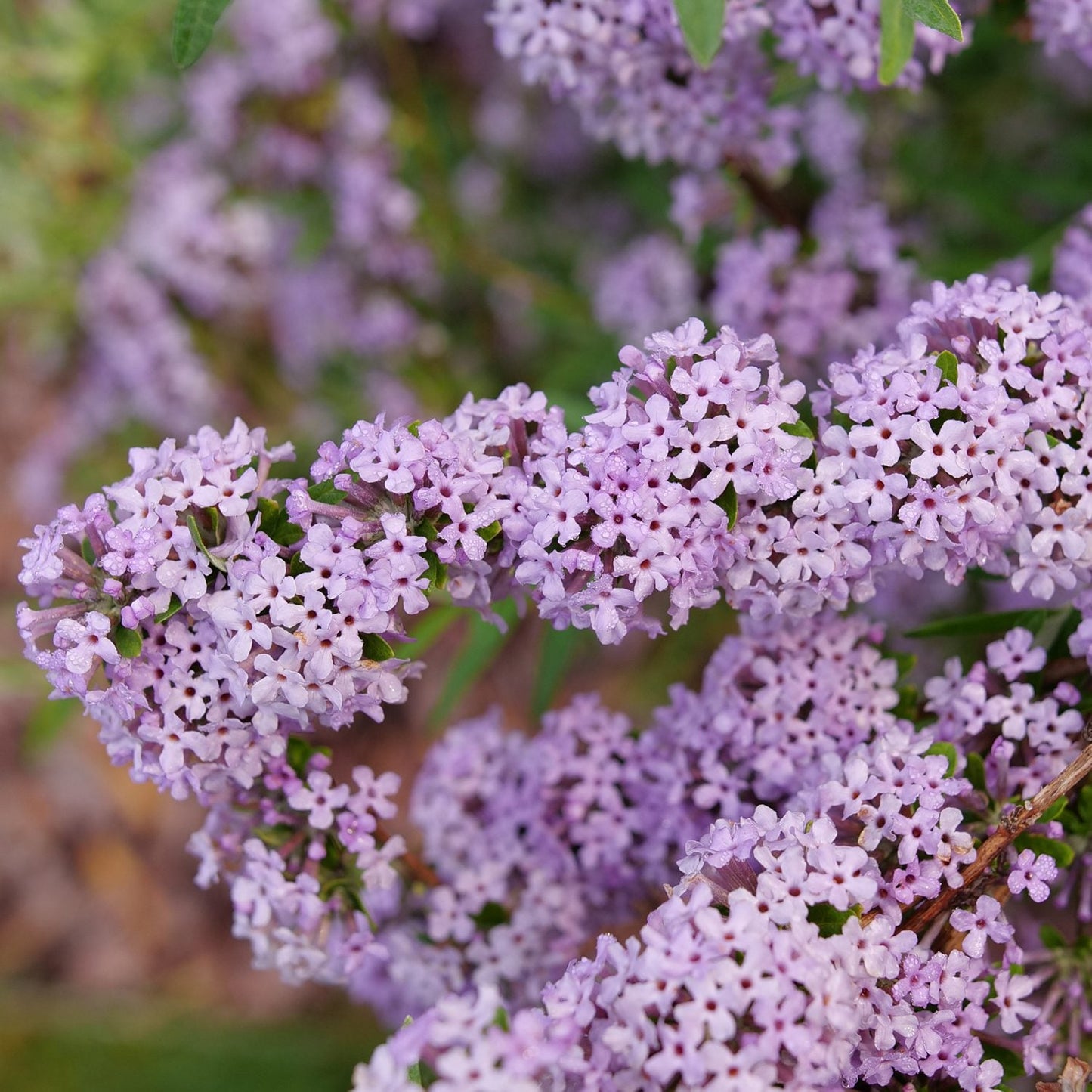 Close-up of clusters of small, delicate lavender-purple Mop Top™ Fountain Butterfly Bush (Buddleia) flowers bloom densely on a branch, surrounded by green leaves and a softly blurred background of more purple blooms - Photo Courtesy of Proven Winners, Inc.