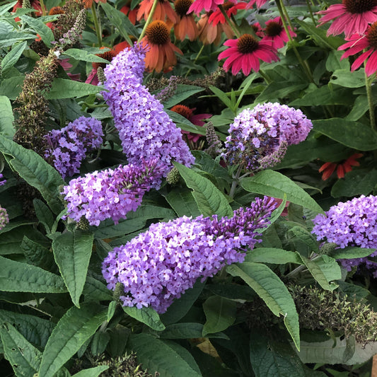 Purple butterfly bush blooms, like the hardy Pugster® Amethyst Butterfly Bush (Buddleia), show long flower clusters above green leaves, with pink and orange coneflowers providing colorful background accents - Photo Property of Garden Crossings LLC.