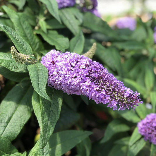 Pugster® Amethyst Butterfly Bush (Buddleia) - Photo Property of Garden Crossings LLC