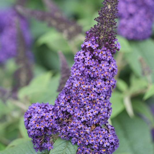 A close-up of Pugster Blue® Butterfly Bush (Buddleia) shows dense clusters of blue flowers with orange centers, surrounded by green leaves and blurred purple flower spikes in the background of this compact shrub - Photo Courtesy of Proven Winners, Inc.