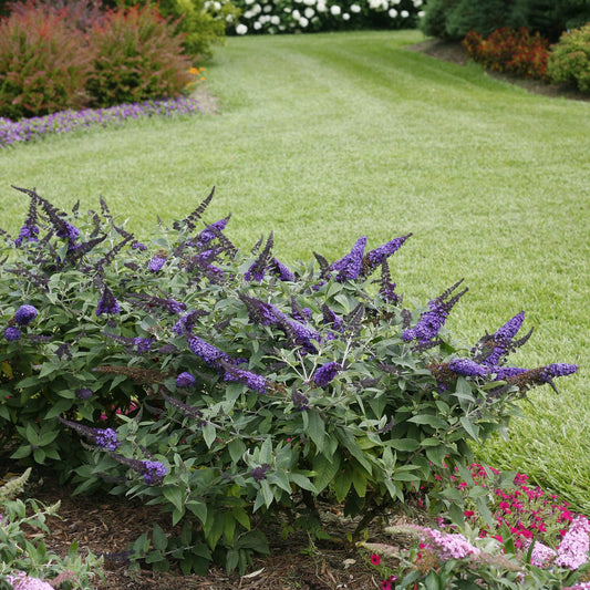 A garden with neatly mowed grass, colorful flowerbeds, and a vibrant Pugster Blue® Butterfly Bush (Buddleia) in the foreground. Flowering shrubs and more blooms add charm to the background - Photo Courtesy of Proven Winners, Inc.