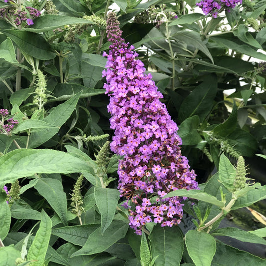 A close-up of the Pugster Periwinkle® Butterfly Bush (Buddleia) shows vivid purple blooms clustered on cone-shaped spikes surrounded by lush green foliage - Photo Property of Garden Crossings LLC.