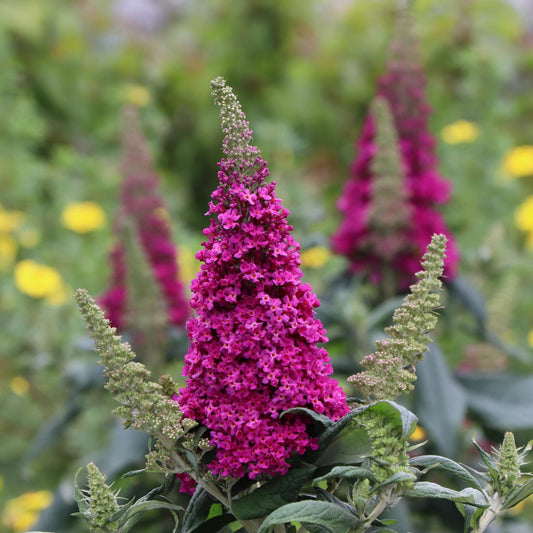 Pugster Pico Punch™ Butterfly Bush (Buddleia) - Photo Courtesy of Proven Winners, Inc.