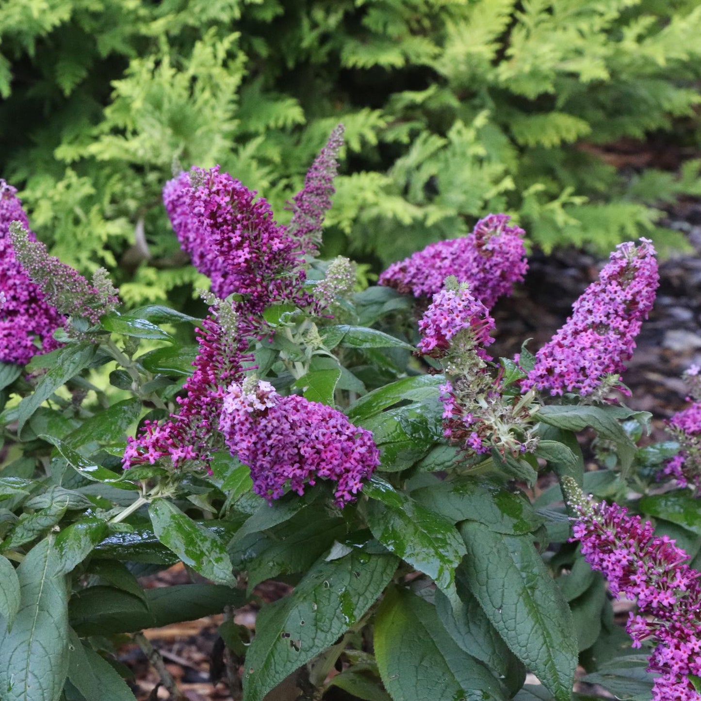 Pugster Pico Punch™ Butterfly Bush (Buddleia) displays vibrant purple blooms on a compact green shrub, attracting butterflies and enhancing your garden with vivid flowers among lush greenery - Photo Courtesy of Proven Winners, Inc.