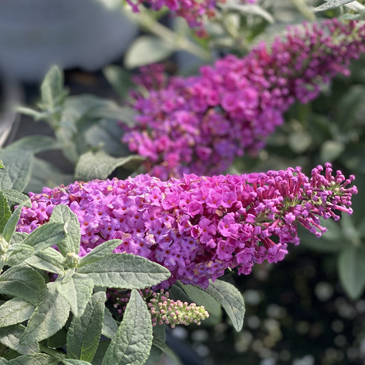 Pugster Pinker® Butterfly Bush (Buddleia) - Photo Property of Garden Crossings LLC