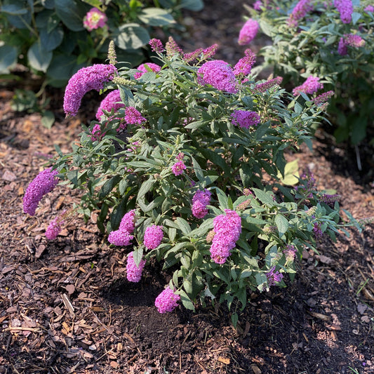 Pugster Pinker® Butterfly Bush (Buddleia) - Photo Property of Garden Crossings LLC