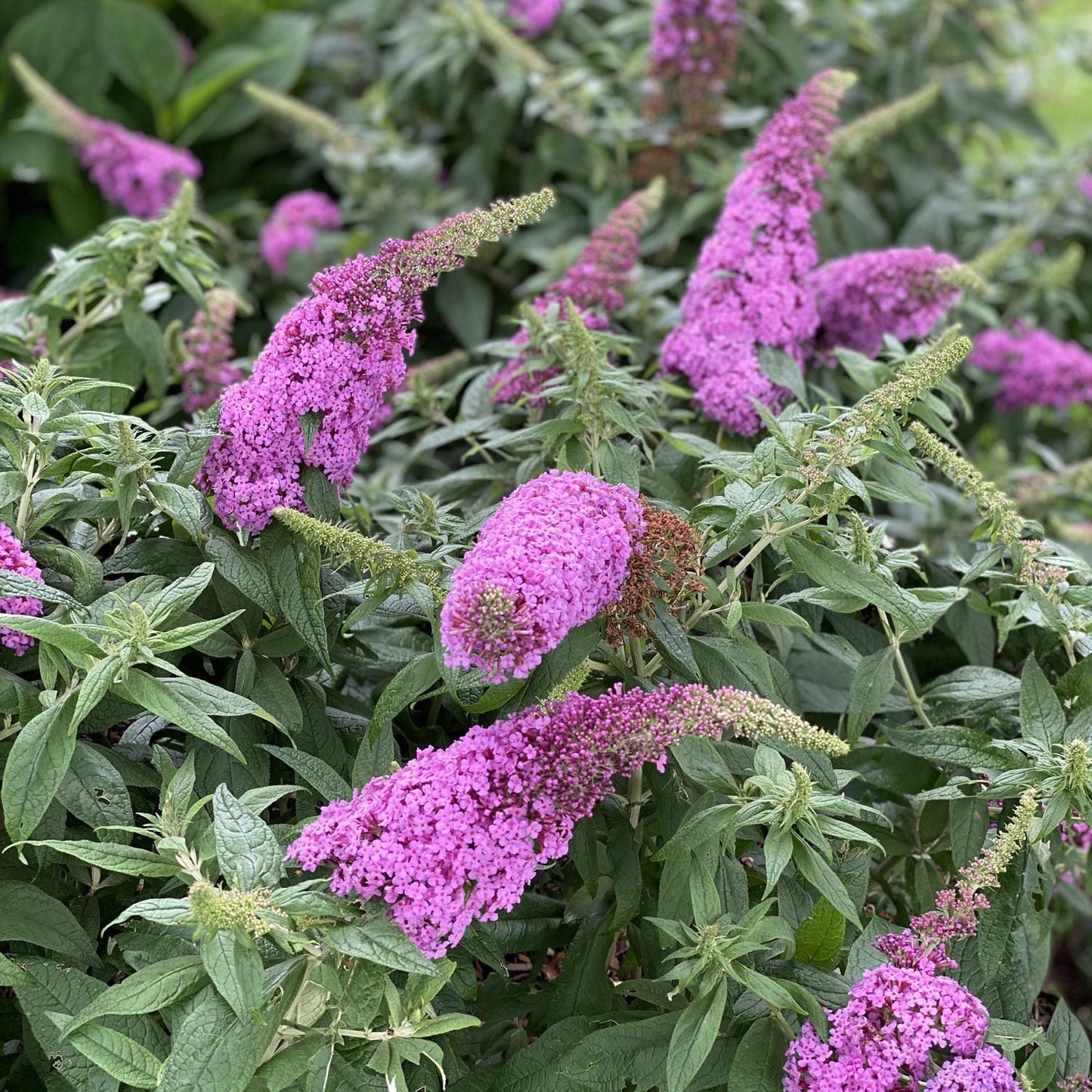 Clusters of vibrant pink flowers bloom on green leafy stems, with cone-shaped blossoms extending outward, making the Pugster Pinker® Butterfly Bush (Buddleia) a compact shrub surrounded by dense foliage - Photo Property of Garden Crossings LLC.