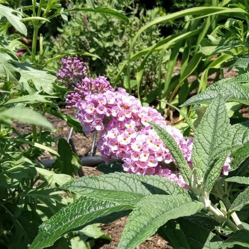 Pugster Sorbet™ Butterfly Bush (Buddleia)