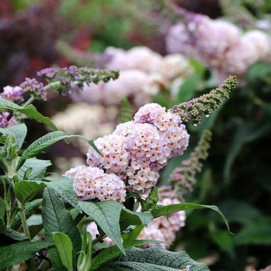 Clusters of pale purple, tube-shaped flowers with orange centers bloom on the Pugster Sorbet™ Butterfly Bush (Buddleia), a compact dwarf shrub, set against a backdrop of blurred flowers and foliage - Photo Courtesy of Proven Winners, Inc.