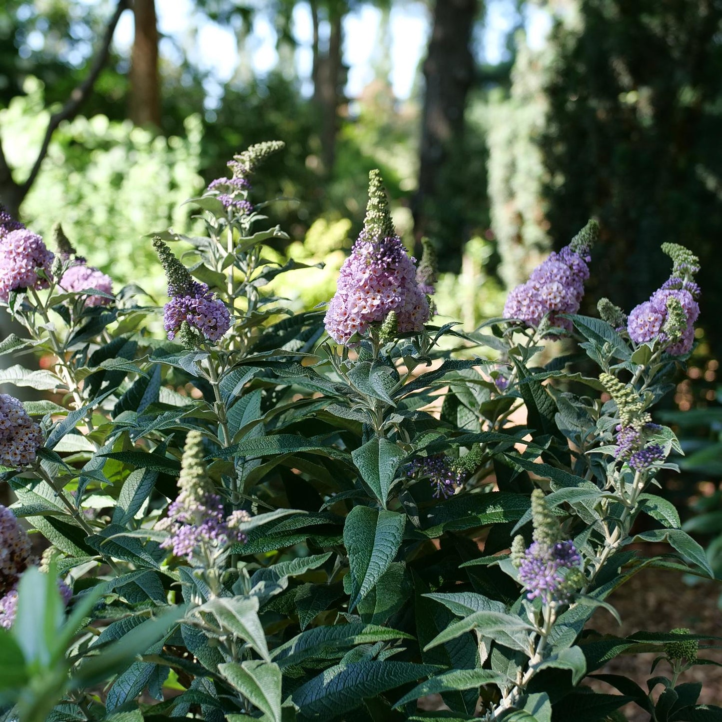 Clusters of light purple flowers bloom on the tall green stems of the Pugster Sorbet™ Butterfly Bush (Buddleia), a compact dwarf shrub that adds charm and color to sunny garden spots with its lush foliage and attractive blossoms - Photo Courtesy of Proven Winners, Inc.