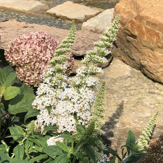 Pugster White® Butterfly Bush (Buddleia) - Photo Property of Garden Crossings LLC