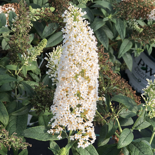 Pugster White® Butterfly Bush (Buddleia) - Photo Property of Garden Crossings LLC