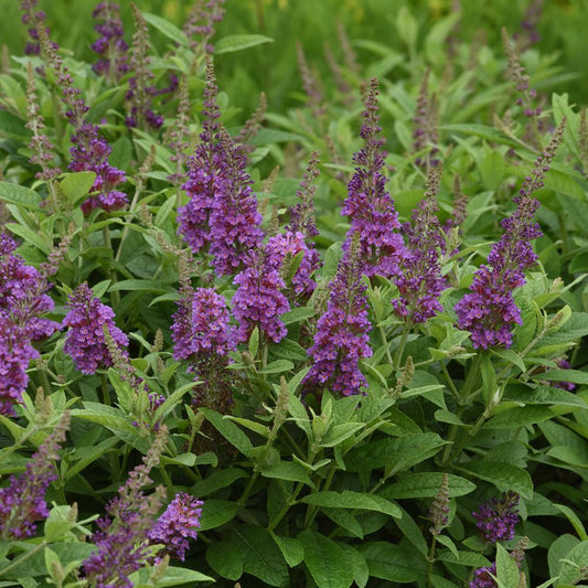 Chrysalis Blue Butterfly Bush (Buddleia) - Photo Courtesy of Ball Horticulure, Inc.