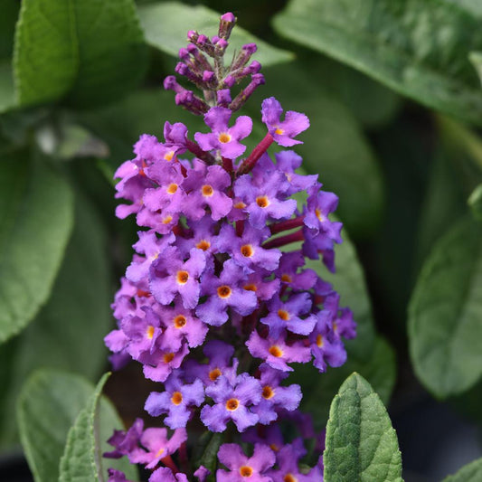 A close-up of vivid purple Chrysalis Blue Butterfly Bush (Buddleia) flowers with orange centers, set among green leaves on a compact shrub - Photo Courtesy of Ball Horticulture, Inc.