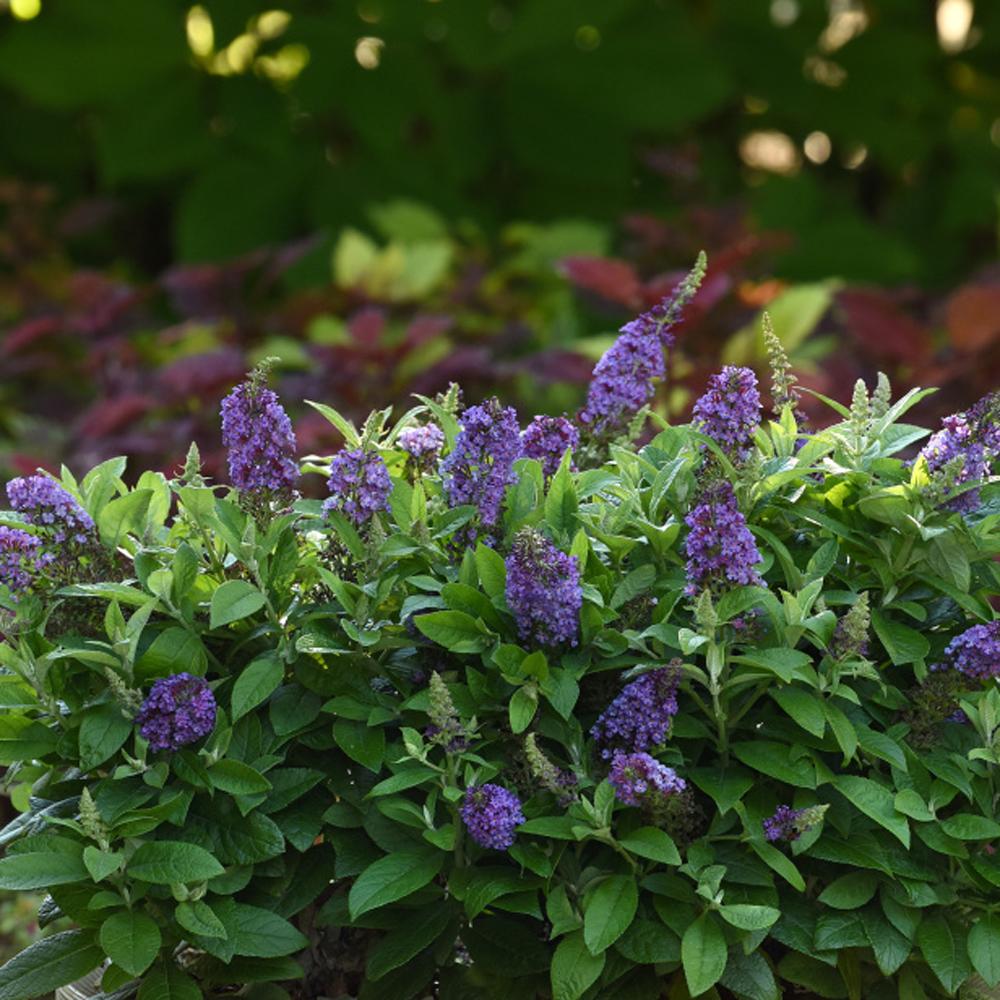 Chrysalis Blue Butterfly Bush (Buddleia) - Photo Courtesy of Ball Horticulure, Inc.