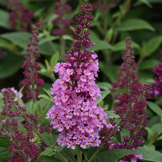 A close-up of the Chrysalis Pink Butterfly Bush (Buddleia) displays clusters of pink flowers amid green leaves - Photo Courtesy of Ball Horticulture, Inc..