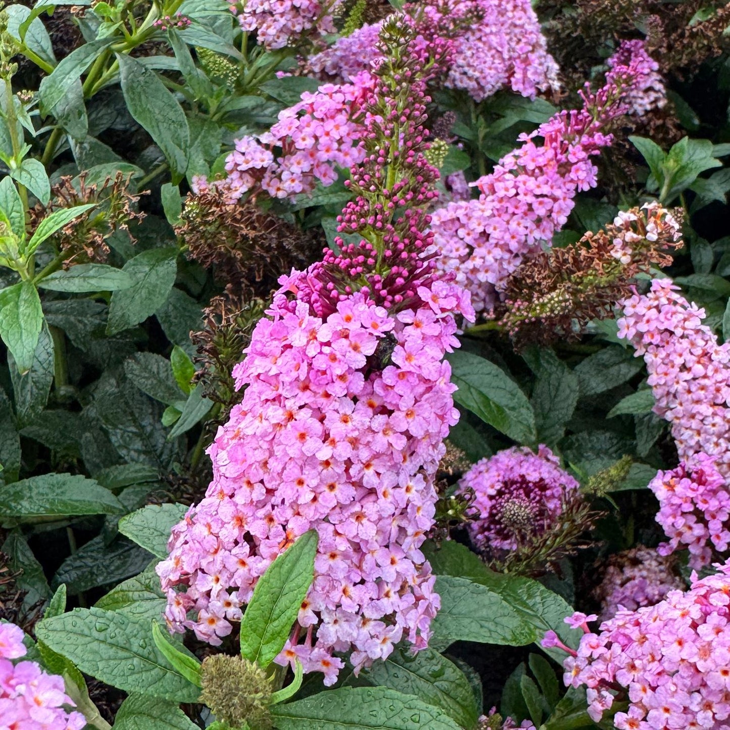 Chrysalis Pink Butterfly Bush (Buddleia) - Photo Property of Garden Crossings LLC