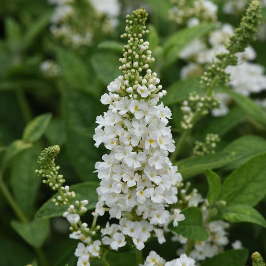 A close-up of Chrysalis White Butterfly Bush (Buddleia) shows clusters of small white flowers on tall, cone-shaped spikes with green leaves, making this pollinator plant stand out against a blurred background. - Photo Courtesy of Ball Horticulture