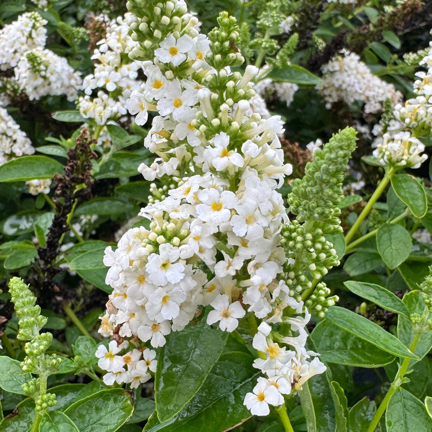 Chrysalis White Butterfly Bush (Buddleia) features clusters of white blooms with yellow centers, surrounded by green leaves and buds—some flowers open, others in tight clusters—for a lush, vibrant pollinator-friendly display - Photo Property of Garden Crossings LLC.