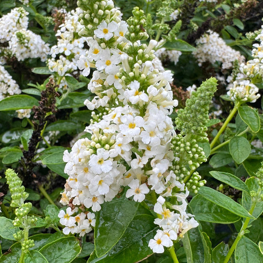 Chrysalis White Butterfly Bush (Buddleia) features clusters of white blooms with yellow centers, surrounded by green leaves and buds—some flowers open, others in tight clusters—for a lush, vibrant pollinator-friendly display - Photo Property of Garden Crossings LLC.