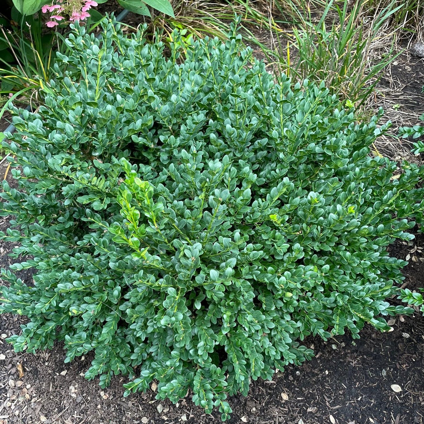 Neatball® Boxwood (Buxus) - Photo Courtesy of Proven Winners, Inc.