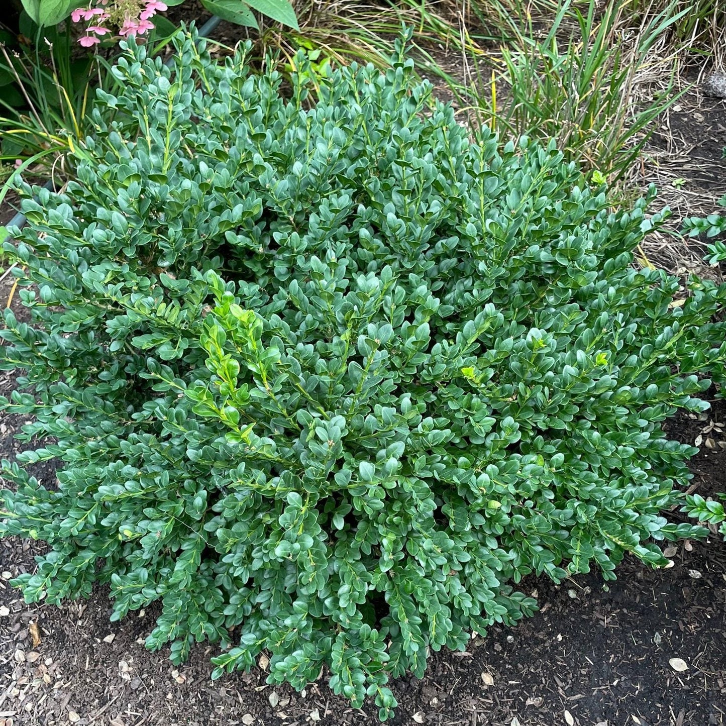 Top-down view o f the Neatball® Boxwood (Buxus) is a dense, rounded evergreen shrub with small, glossy green leaves - Photo Courtesy of Proven Winners, Inc.