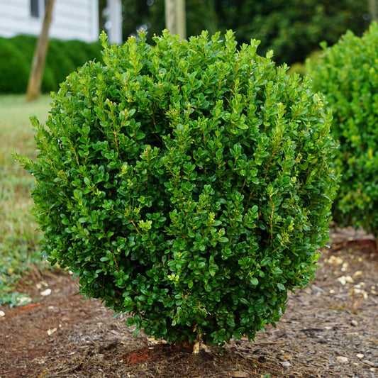 A Newgen Freedom® Boxwood (Buxus), neatly trimmed and round with dense foliage, grows in a mulched garden bed outdoors, serving as an attractive evergreen foundation plant against greenery and a house - Photo Courtesy of Proven Winners, Inc.